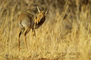 Madoqua: Guenther's dikdik