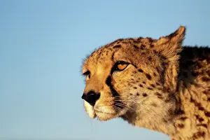 Present: Guepard (Acinonyx jubatus), present en Afrique