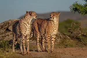 Present: Guepard (Acinonyx jubatus), present en Afrique