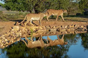 Present: Guepard (Acinonyx jubatus), present en Afrique
