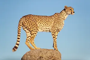 Present: Guepard (Acinonyx jubatus), present en Afrique