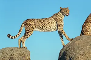 Present: Guepard (Acinonyx jubatus), present en Afrique