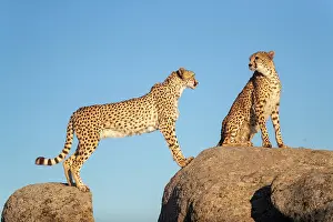 Present: Guepard (Acinonyx jubatus), present en Afrique