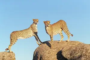 Present: Guepard (Acinonyx jubatus), present en Afrique