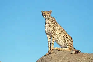 Present: Guepard (Acinonyx jubatus), present en Afrique