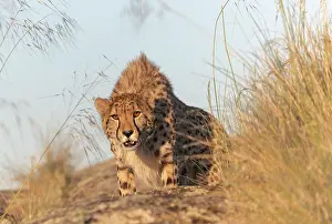 Present: Guepard (Acinonyx jubatus), present en Afrique