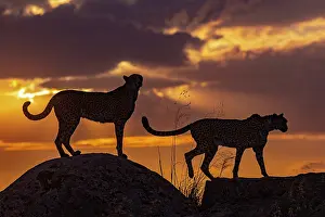 Present: Guepard (Acinonyx jubatus), present en Afrique