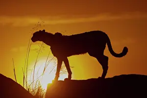 Present: Guepard (Acinonyx jubatus), present en Afrique