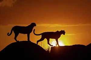 Present: Guepard (Acinonyx jubatus), present en Afrique