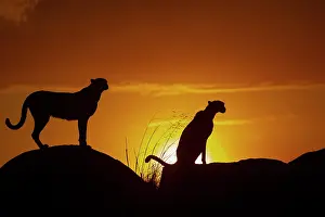 Present: Guepard (Acinonyx jubatus), present en Afrique