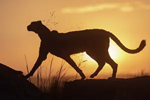 Present: Guepard (Acinonyx jubatus), present en Afrique
