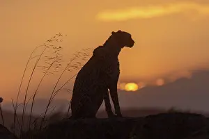 Present: Guepard (Acinonyx jubatus), present en Afrique