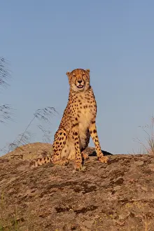 Present: Guepard (Acinonyx jubatus), present en Afrique
