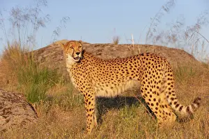 Present: Guepard (Acinonyx jubatus), present en Afrique