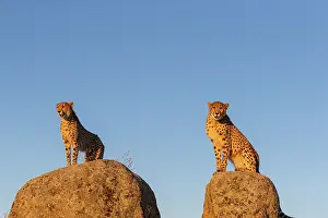 Present: Guepard (Acinonyx jubatus), present en Afrique