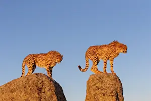 Present: Guepard (Acinonyx jubatus), present en Afrique