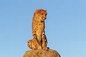 Present: Guepard (Acinonyx jubatus), present en Afrique
