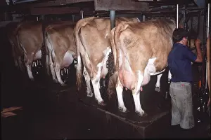 Farmers: GUERNSEY COWS - being milked