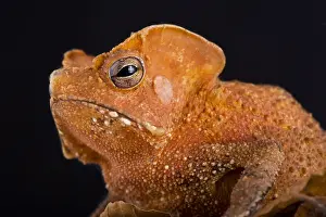 Shield: Guiana Shield Leaf Toad (Rhinella lescurei) is a