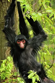 Ateles: Guiana Spider Monkey / Red-faced Black Spider Monkey