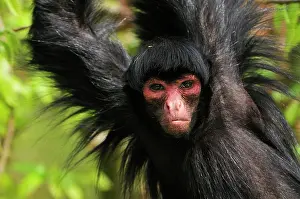 Ateles: Guiana Spider Monkey / Red-faced Black Spider Monkey