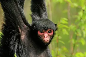 Ateles: Guiana Spider Monkey / Red-faced Black Spider Monkey