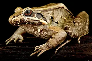 Backgrounds: Guiana White-lipped frog (Leptodactylus guianens