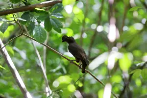 Guianan: Guianan Cock-of-the-rock