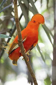 Cotingidae: Guianan Cock-of-the-Rock