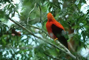 Cotingidae: Guianan Cock-of-the-rock