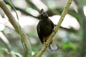 Guianan: Guianan Cock-of-the-rock - female