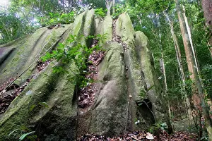 Guianan: Guianan Cock-of-the-rock habitat. Granite rocks