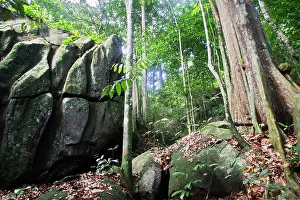 Guianan: Guianan Cock-of-the-rock habitat. Granite rocks