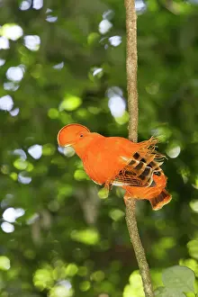 Guianan: Guianan Cock-of-the-rock - male