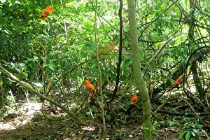 Guianan: Guianan Cock-of-the-rock - male