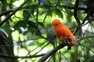 Guianan: Guianan Cock-of-the-rock - male