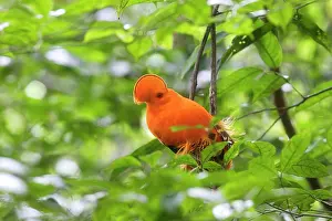 Guianan: Guianan Cock-of-the-rock - male