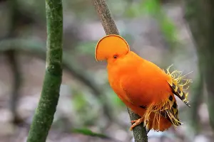 Guianan: Guianan Cock-of-the-rock - male