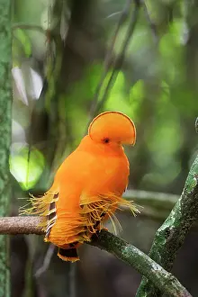 Guianan: Guianan Cock-of-the-rock - male