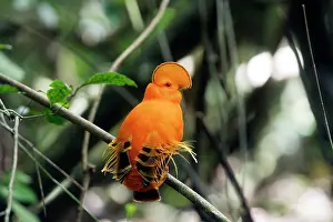 Guianan: Guianan Cock-of-the-rock - male