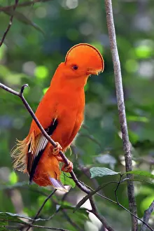 Guianan: Guianan Cock-of-the-rock - male