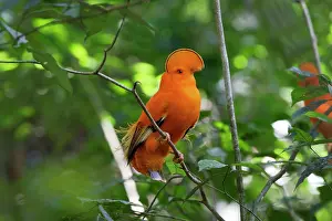 Guianan: Guianan Cock-of-the-rock - male