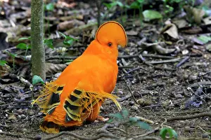 Guianan: Guianan Cock-of-the-rock - male