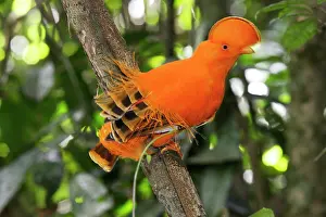 Guianan: Guianan Cock-of-the-rock - male