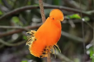 Guianan: Guianan Cock-of-the-rock - male