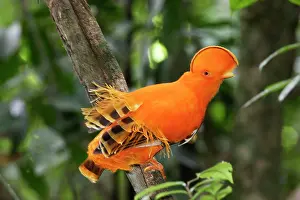 Guianan: Guianan Cock-of-the-rock - male