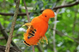 Guianan: Guianan Cock-of-the-rock - male