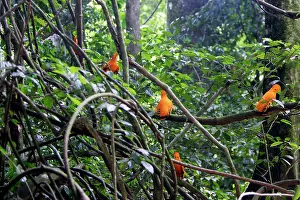 Guianan: Guianan Cock-of-the-rock - male