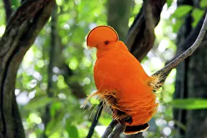 Guianan: Guianan Cock-of-the-rock - male