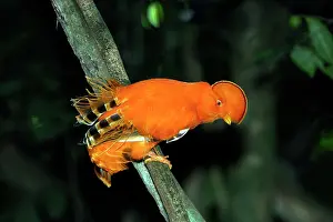 Guianan: Guianan Cock-of-the-rock - male